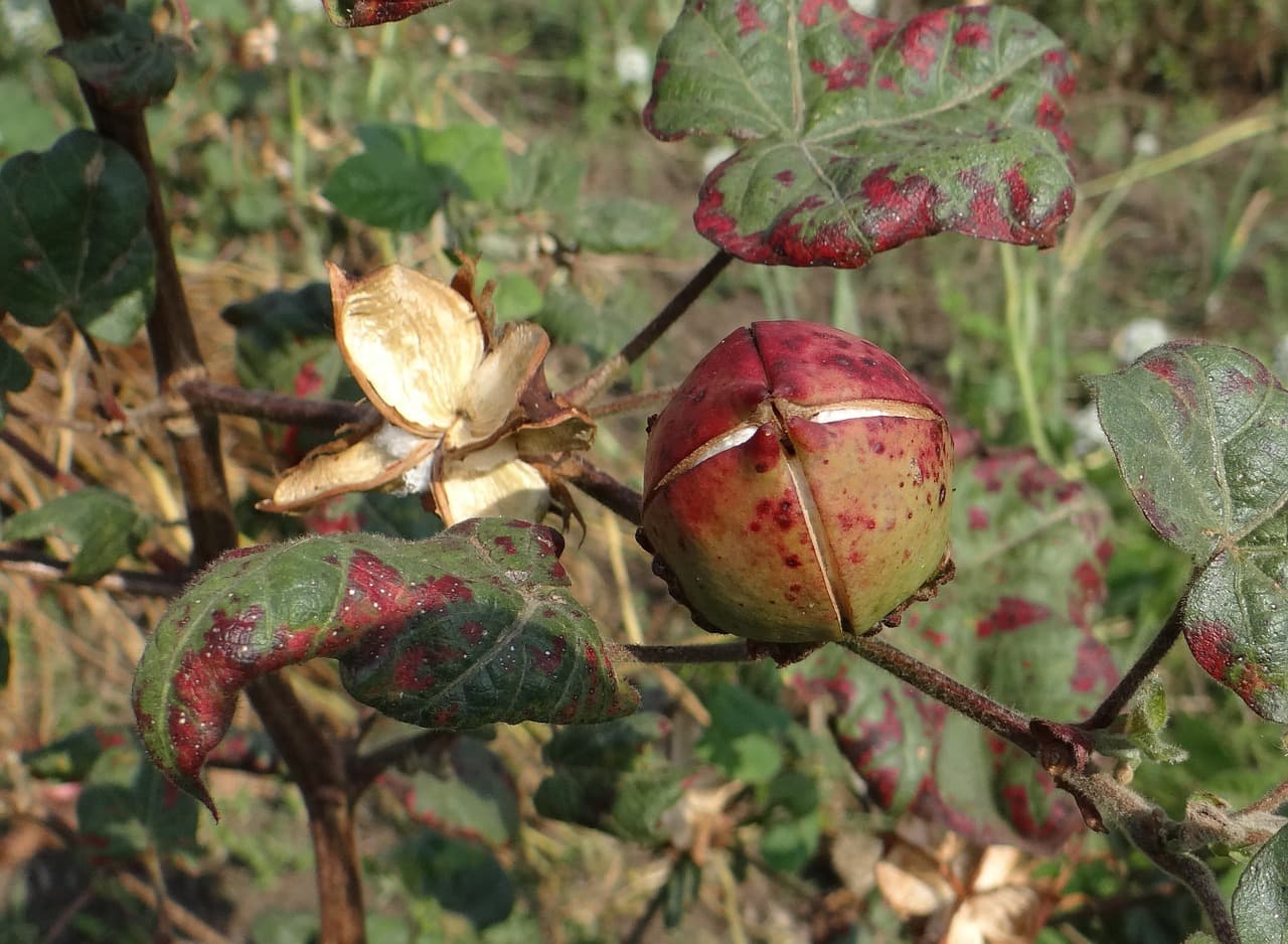 Fibre-beet