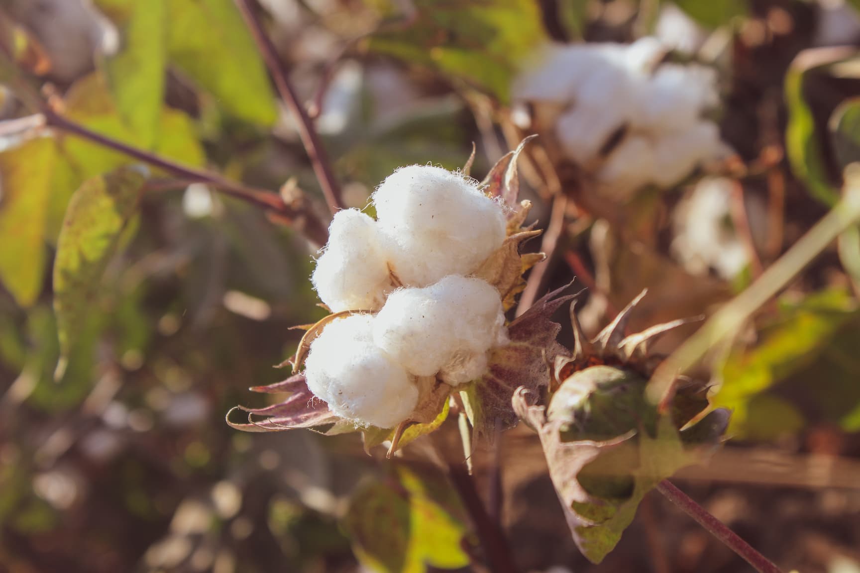 Cotton farming in Kenya