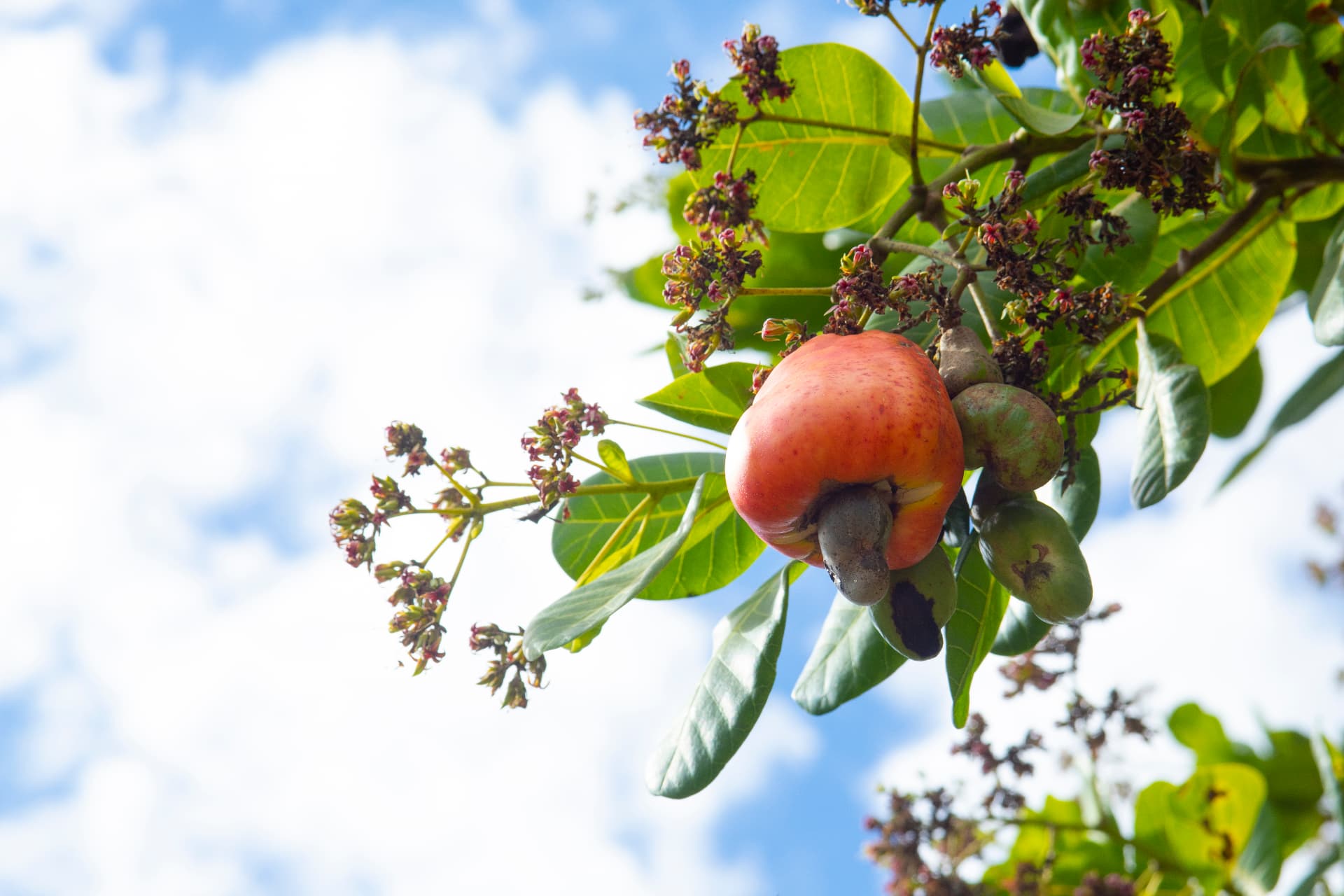 cashew-nut-growing-in-Kenya