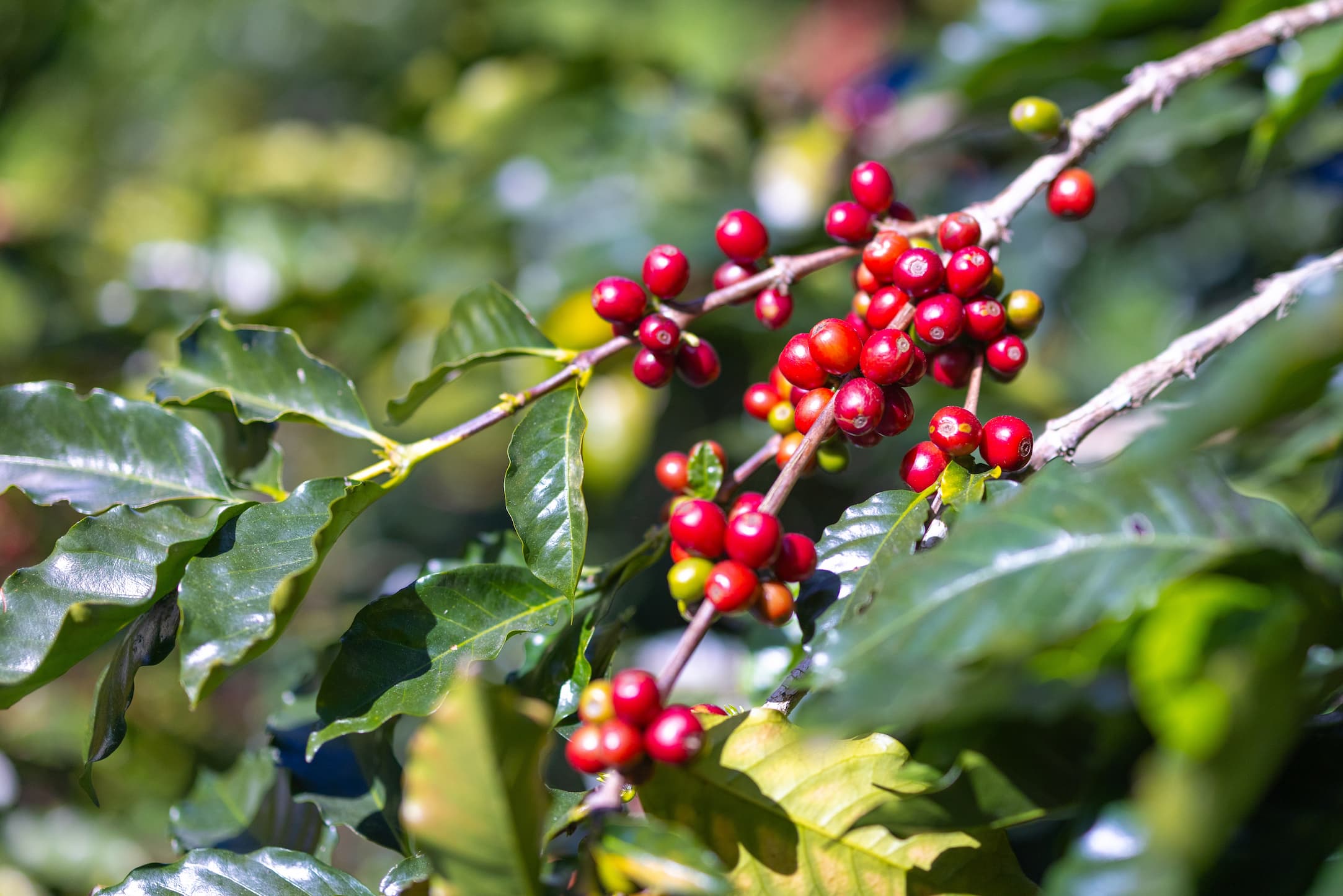 coffee-in-kenya