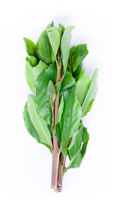 miraa-Khat