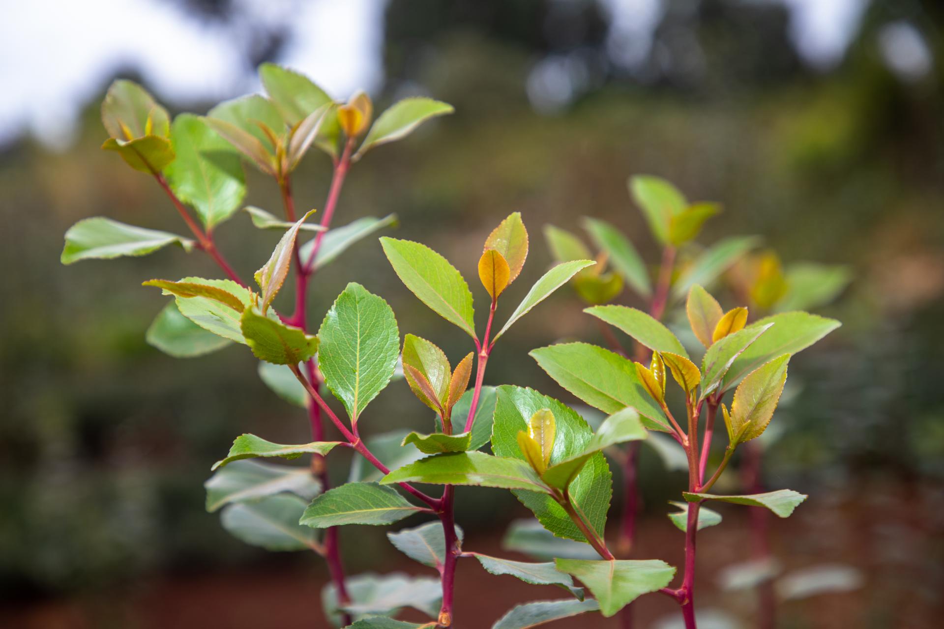 miraa-grades-in-kenya_-characteristics-and-regional-distribution