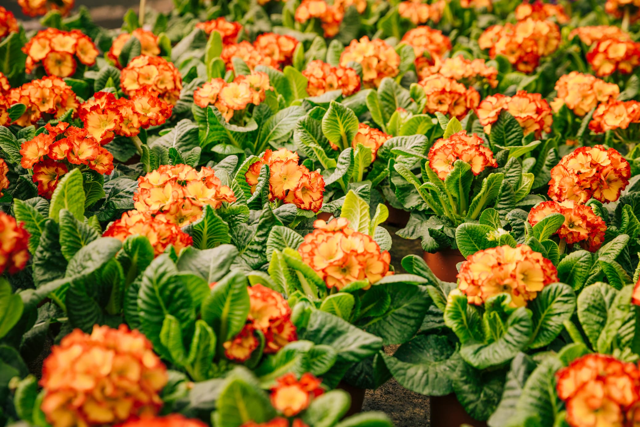 red-orange-flowers-with-green-leaves